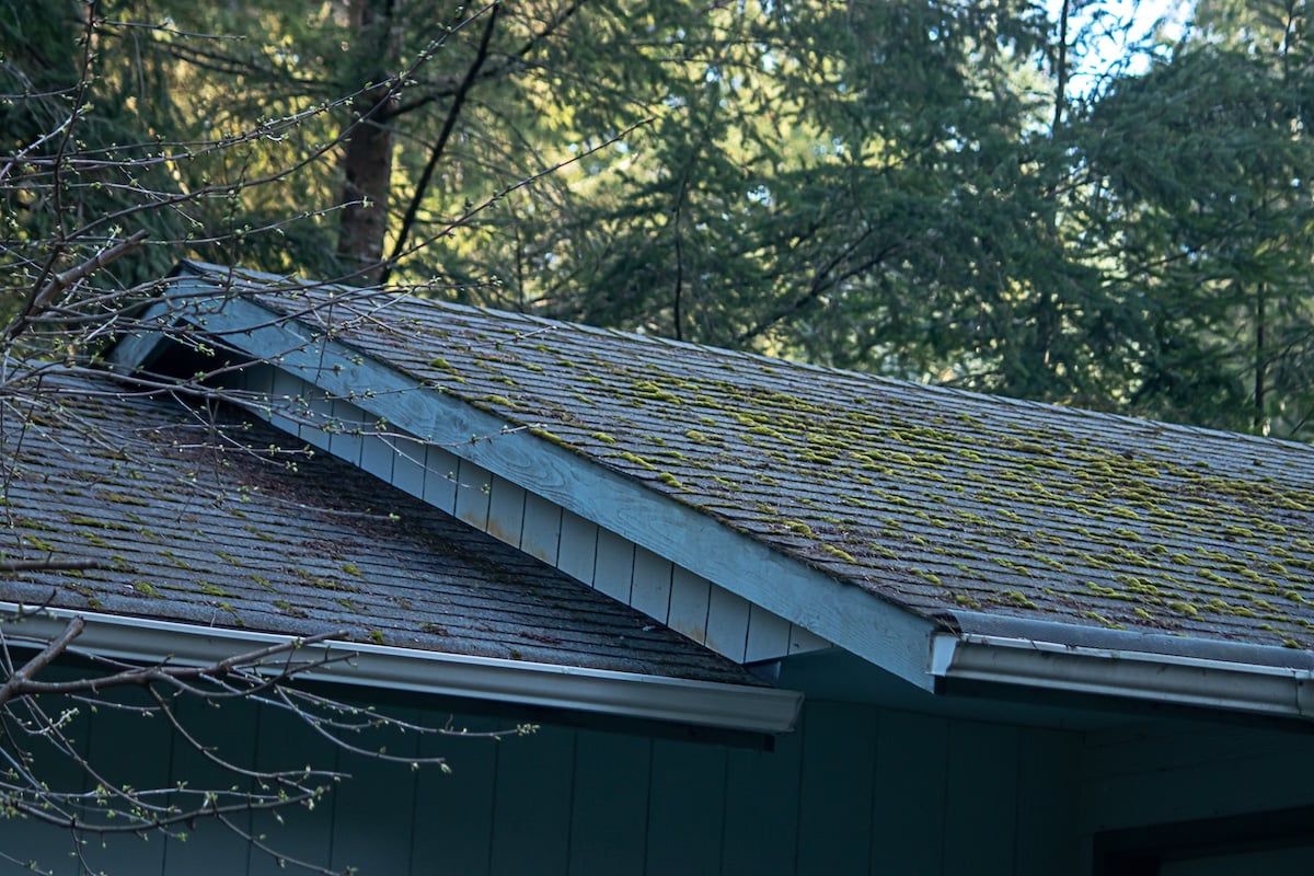 A close-up view of a house roof covered in moss highlights the need for roof moss removal, with blue-painted eaves and tall green trees surrounding the home in a forested area.